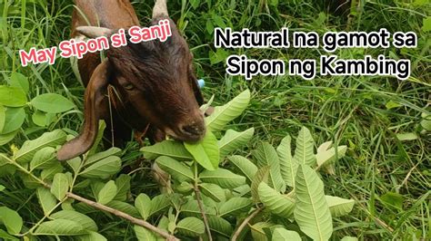 Paano gamutin ang pagtatae ng kambing gamit ang halamang .